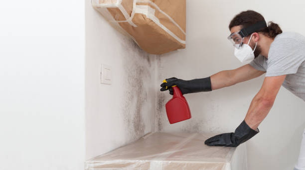 Basement Mold Remediation treatment on basement walls in Chesterfield