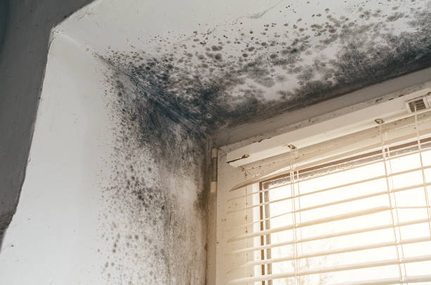 Mold Removal service in Chesterfield